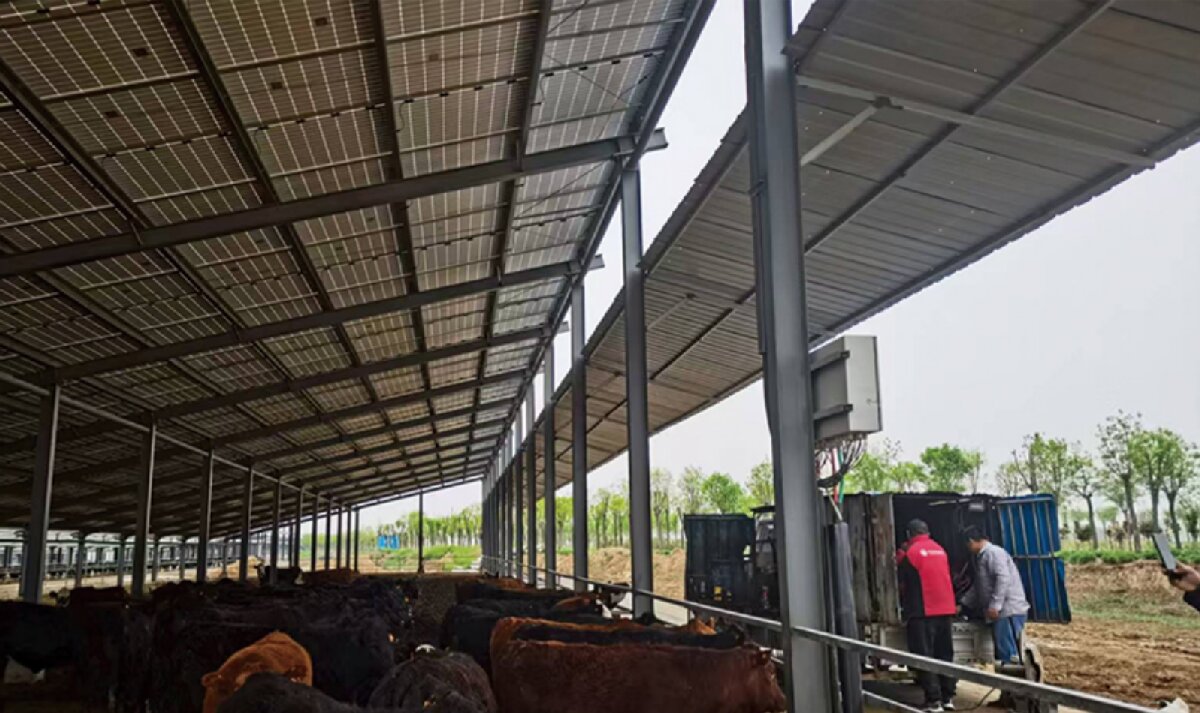 信橋鋼構(gòu)：打卡蒙陰農(nóng)業(yè)溫室大棚、青州黑牛養(yǎng)殖基地！(圖4)